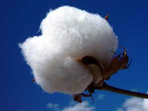 cotton